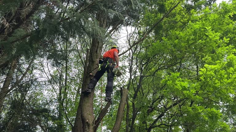 Paulsboro, NJ Tree Removal Company